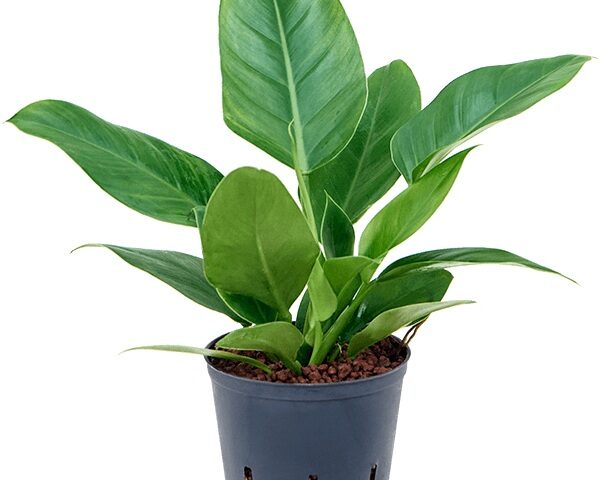 Philodendron